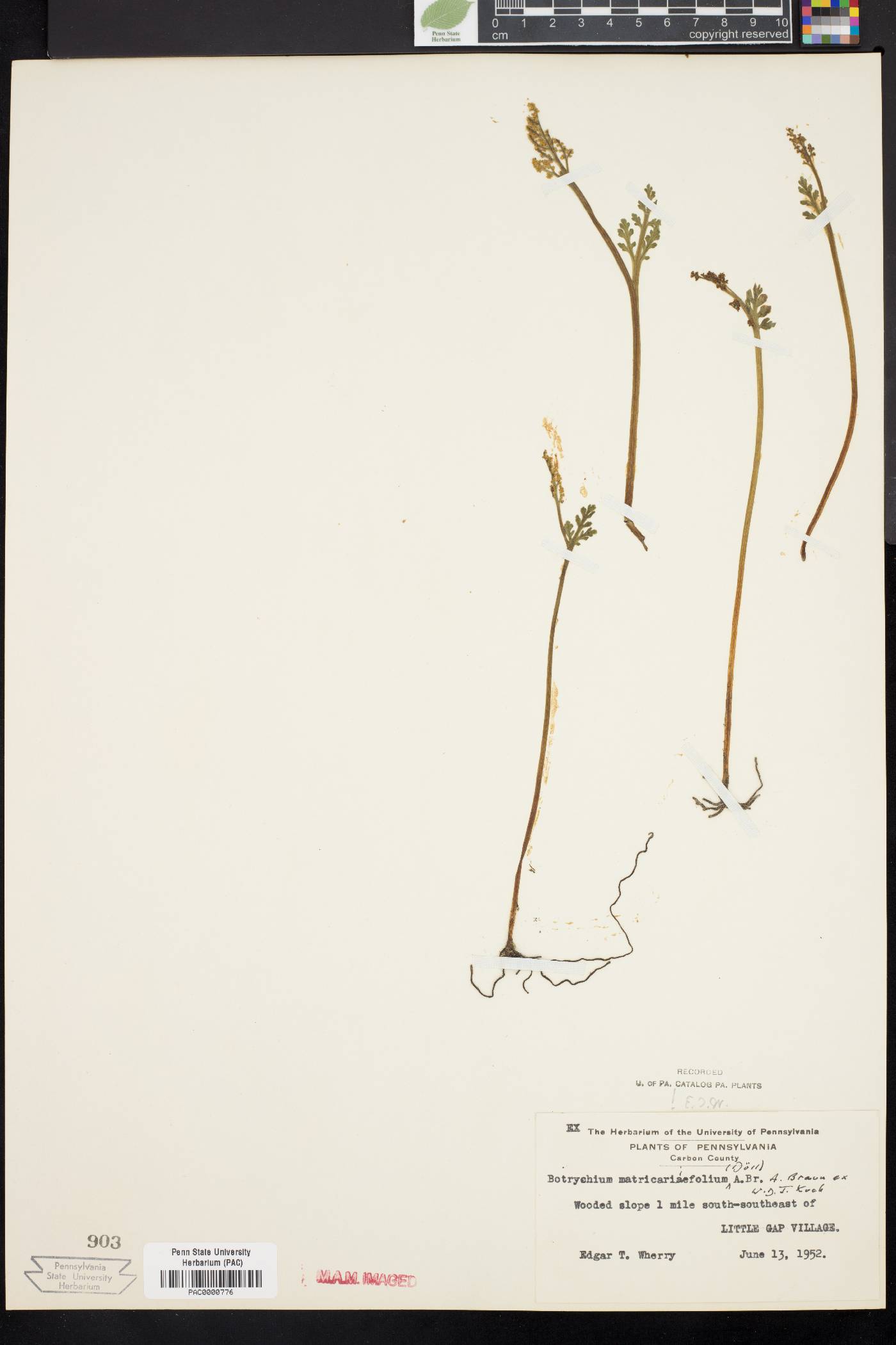 Botrychium matricariifolium image