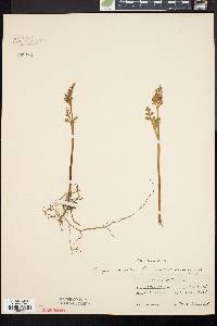 Botrychium matricariifolium image