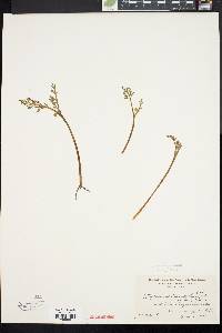 Botrychium matricariifolium image