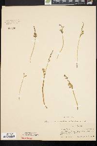 Botrychium matricariifolium image