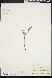 Botrychium matricariifolium image