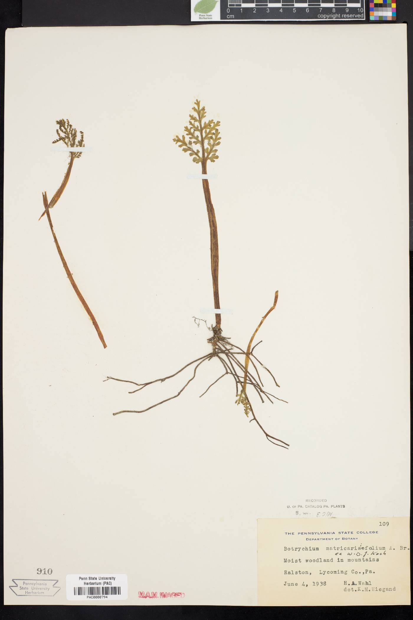 Botrychium matricariifolium image