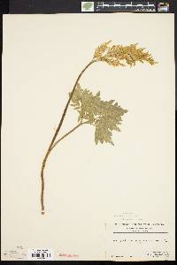 Image Associated With the Occurence