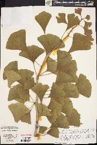 Ginkgo biloba image