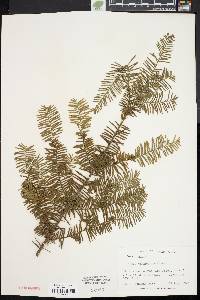 Taxus canadensis image