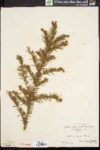 Taxus canadensis image