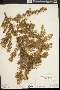 Taxus canadensis image