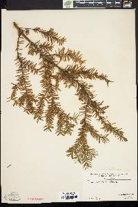 Taxus canadensis image