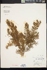 Taxus canadensis image