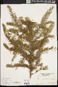 Taxus canadensis image