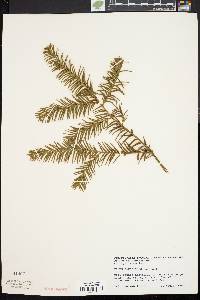 Taxus canadensis image