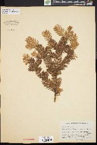 Taxus canadensis image