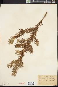 Taxus canadensis image