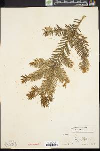 Taxus canadensis image