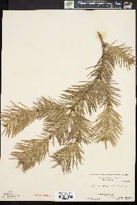 Abies holophylla image