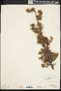 Larix laricina image