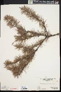 Larix laricina image