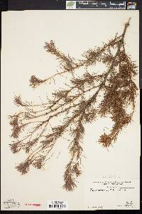 Larix laricina image