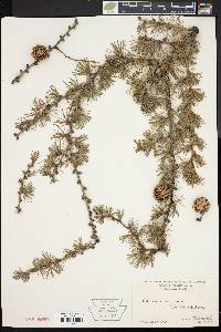 Larix laricina image