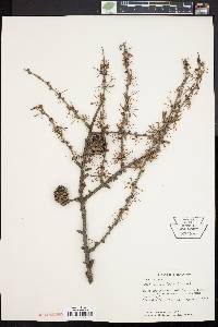 Larix laricina image