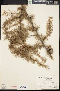 Larix leptolepis image