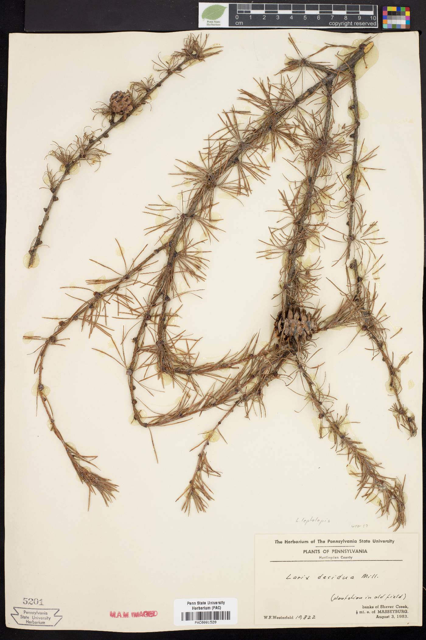 Larix leptolepis image