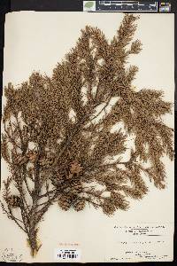 Picea mariana image