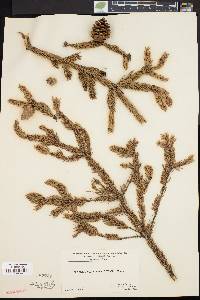 Picea mariana image