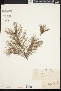 Pinus echinata image