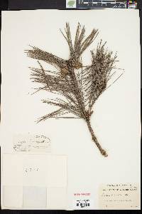 Pinus echinata image