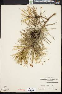 Pinus rigida image