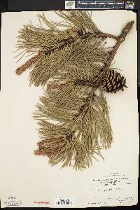 Pinus rigida image