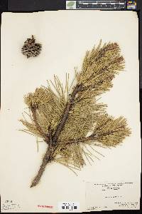 Pinus rigida image