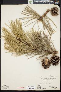 Pinus rigida image