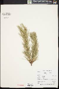 Pinus rigida image