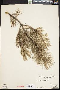 Pinus sylvestris image