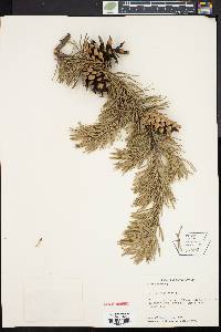 Pinus sylvestris image