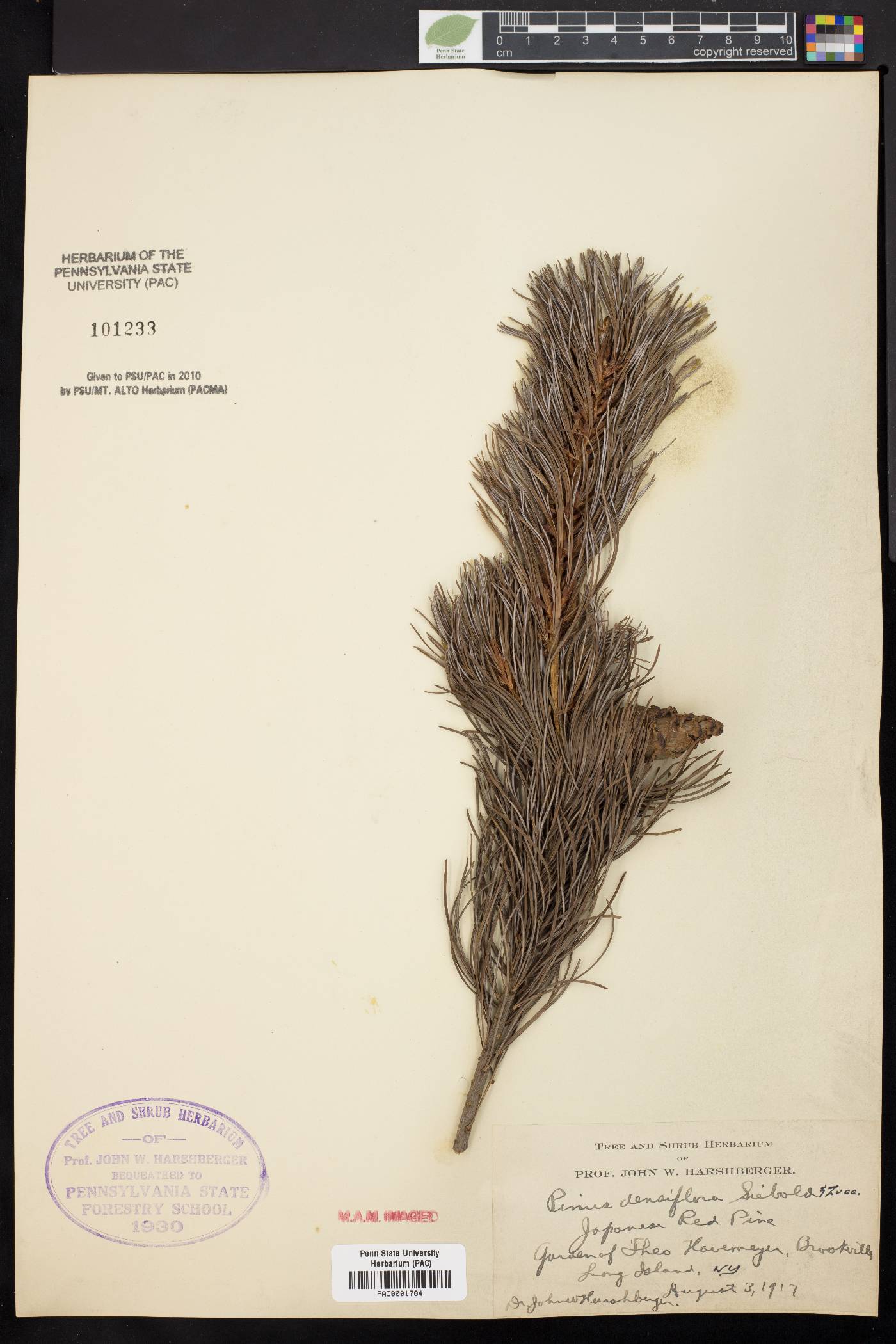 Pinus densiflora image