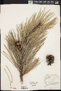 Pinus nigra image