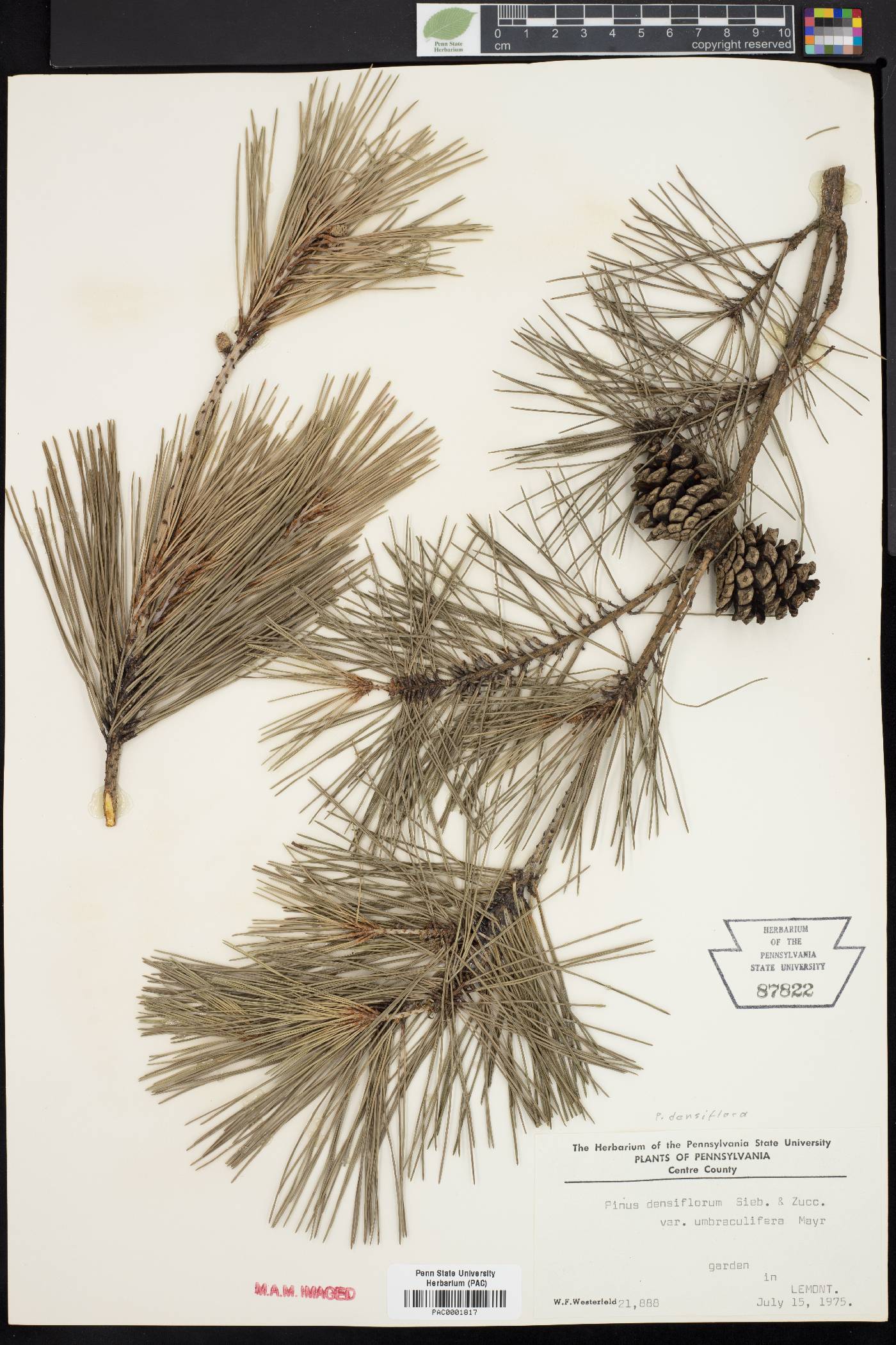 Pinus densiflora image