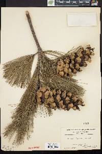 Image of Pinus peuce