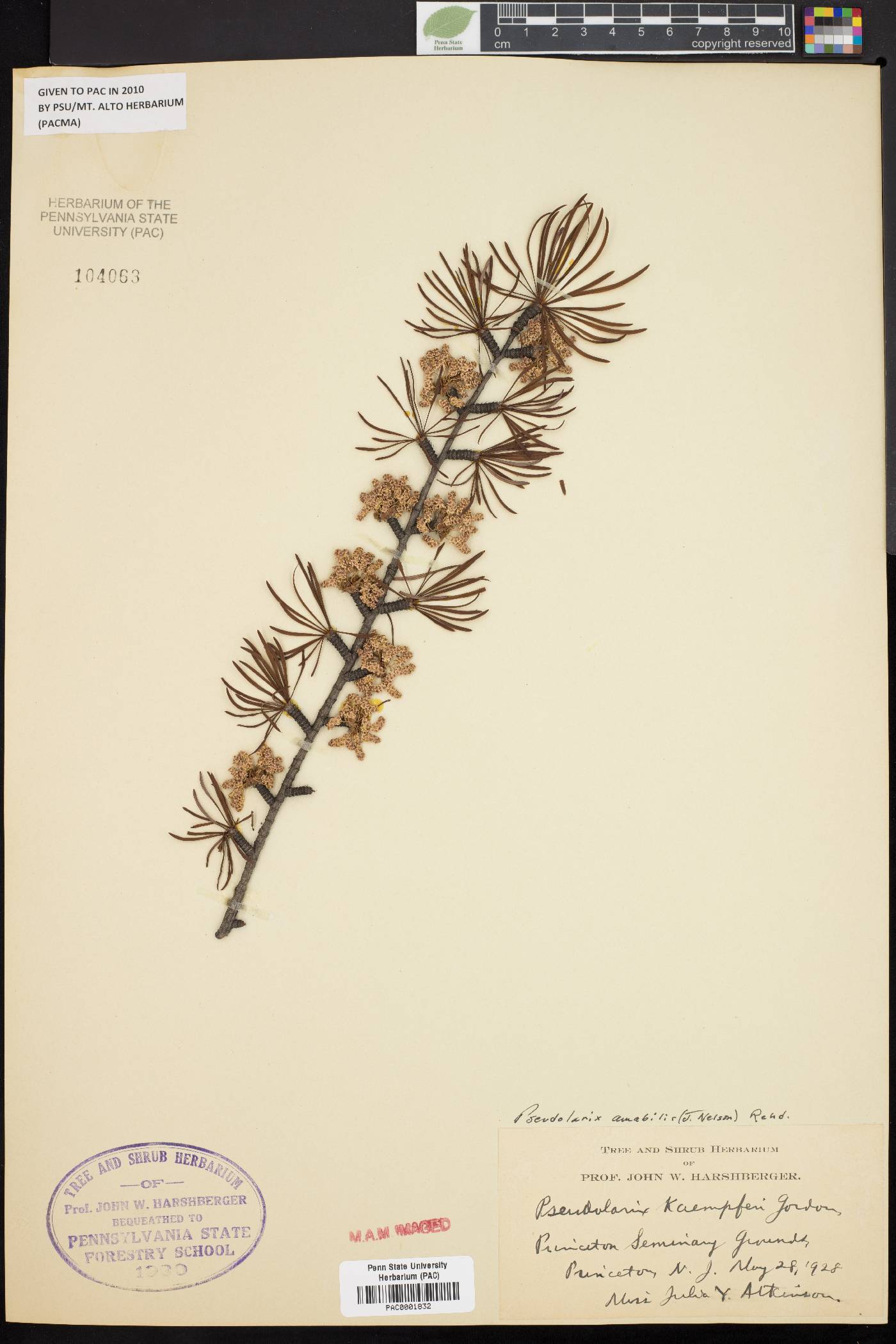 Pseudolarix image