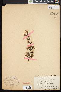 Pseudolarix kaempferi image