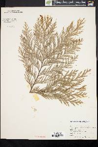 Chamaecyparis pisifera image