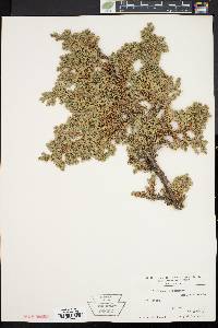 Image of Juniperus procumbens