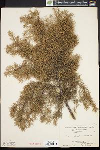 Image of Juniperus rigida
