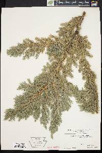 Image of Juniperus squamata