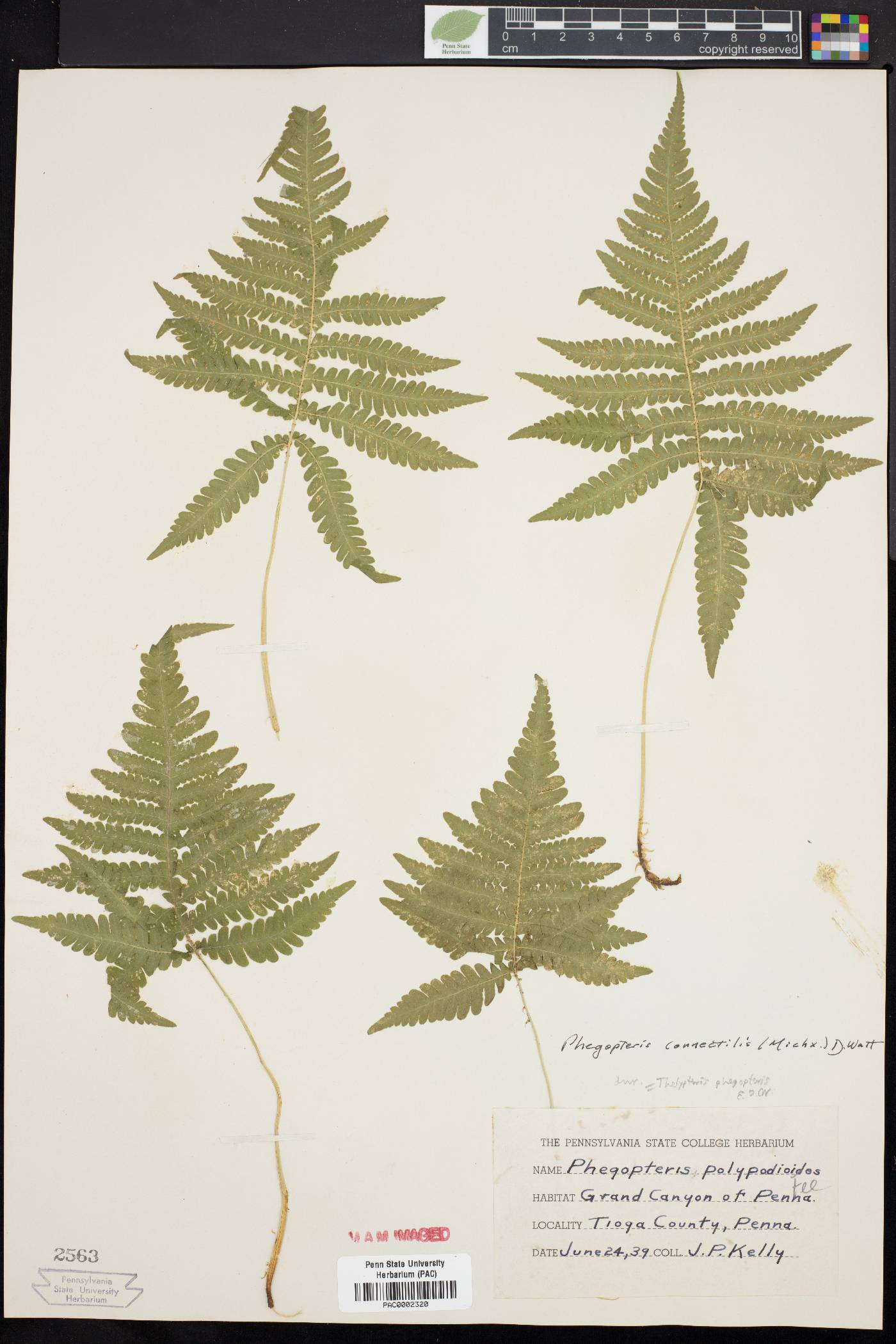 Phegopteris connectilis image