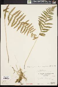 Thelypteris palustris var. pubescens image