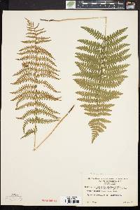 Thelypteris palustris var. pubescens image